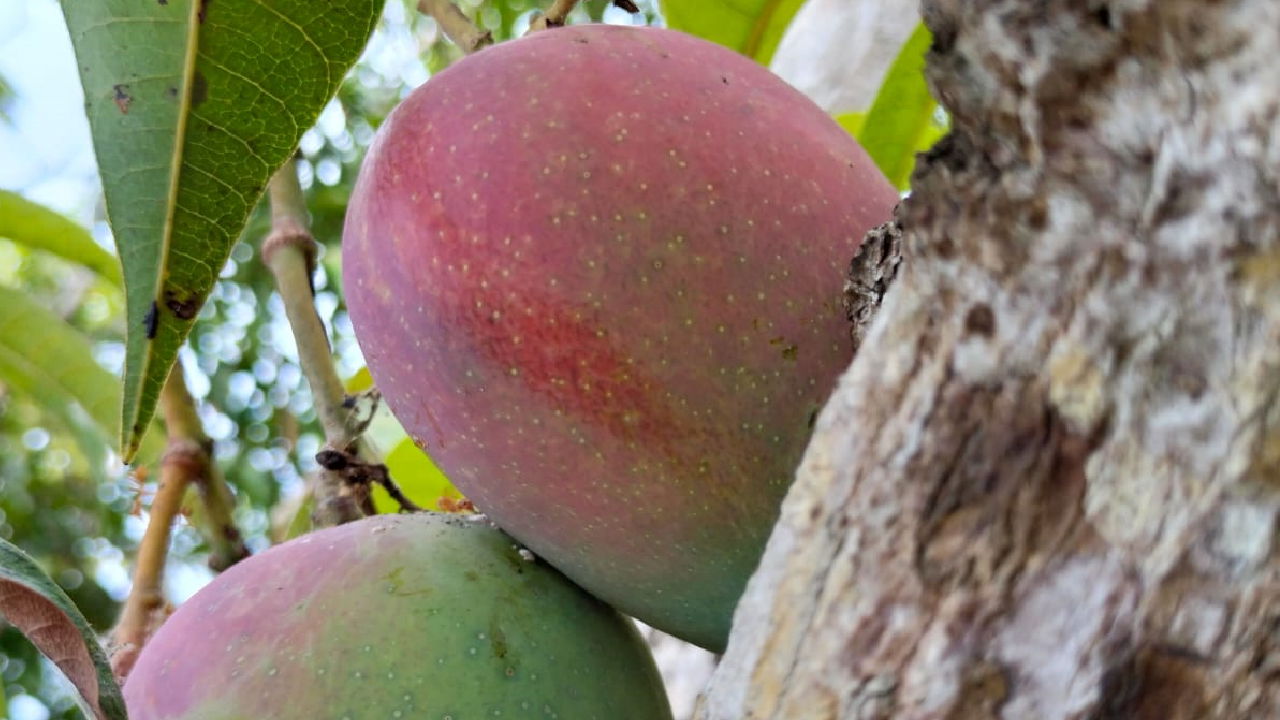 Mangoes in Joseph Lobo's farm