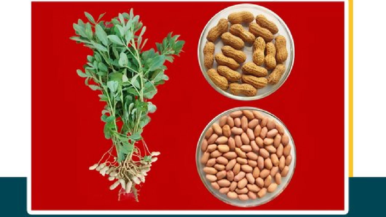 Groundnut KONARK Spanish (Image Source: ICAR)