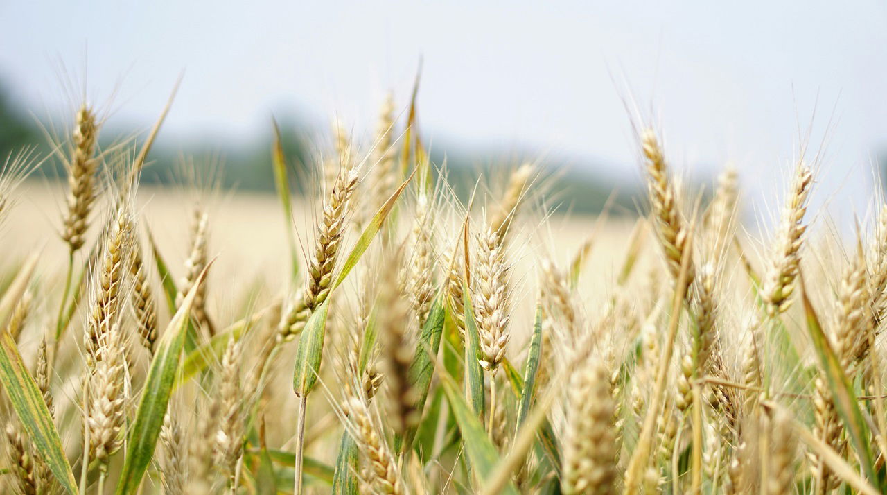 Amritkaal of Indian Agriculture (Photo Source: Pexels)