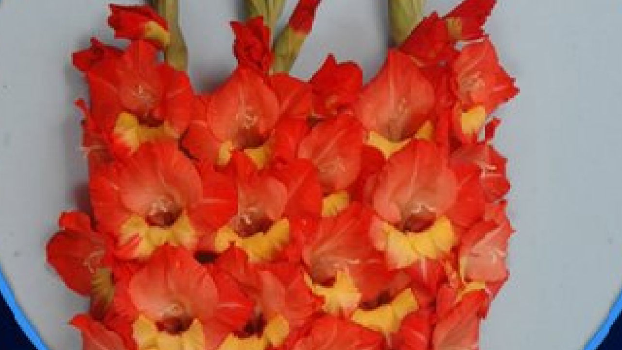 A pictorial representation of Gladiolus Arka Aayush (Image source: Photopea)