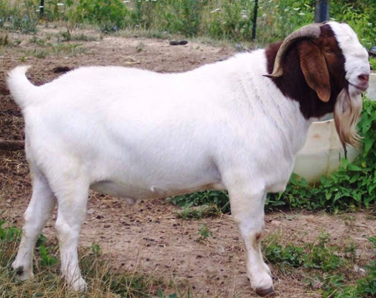 Nine best Goat Breeds for Milk and Meat