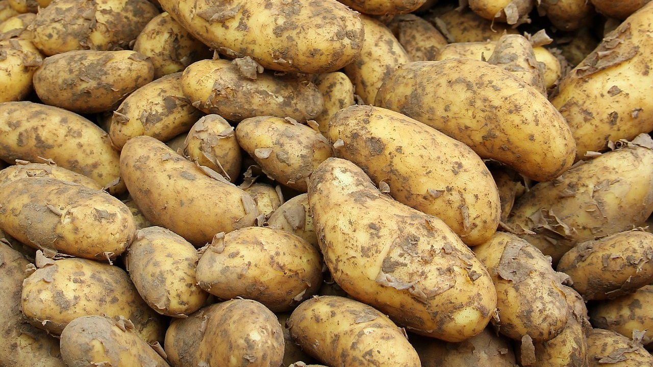 West Bengal, being the second-largest potato producer in India, has a significant impact on the national potato market (Photo Source: Pixabay)