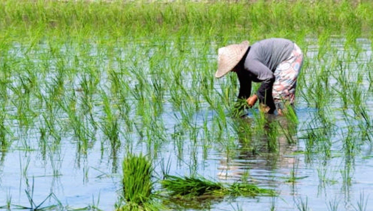 Paddy sowing (Representational Image Source: Pexels)