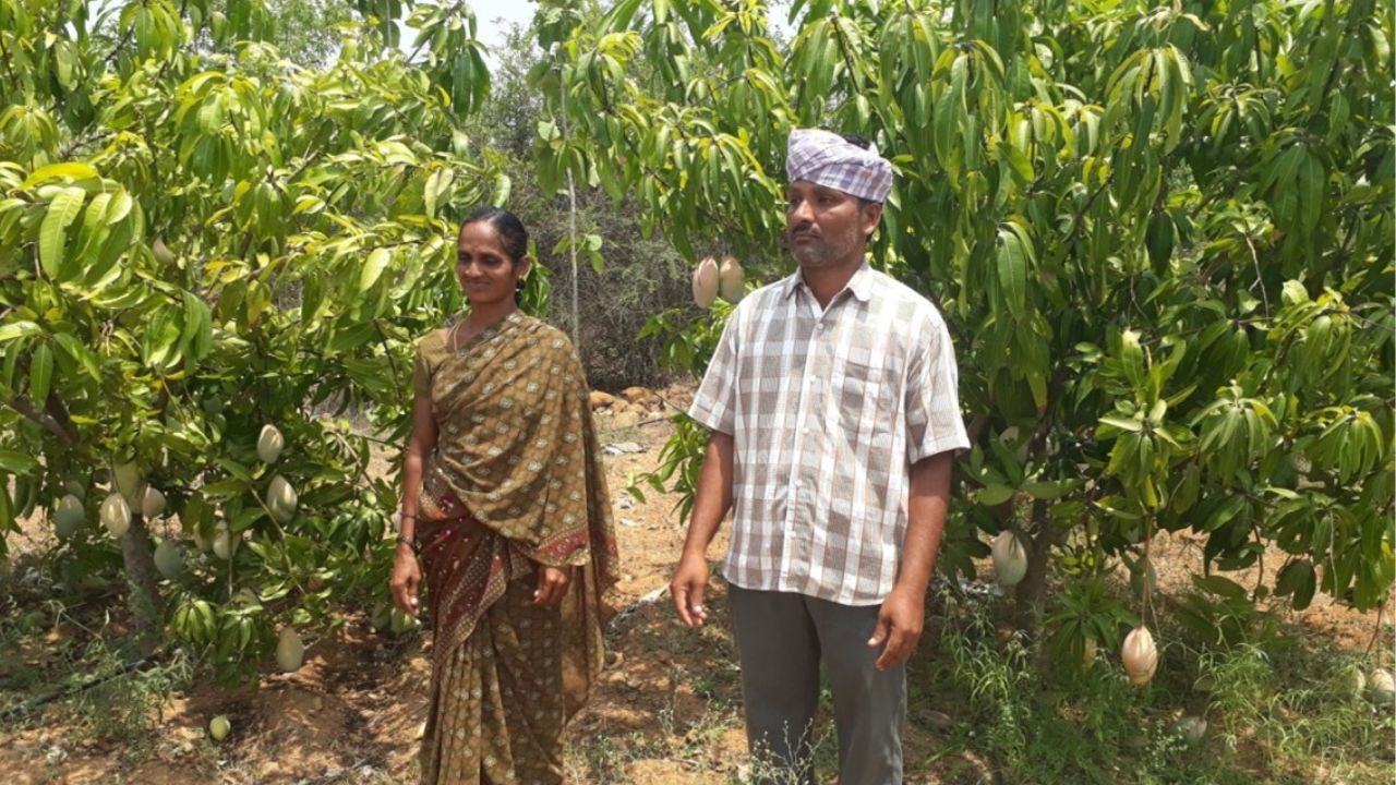 Chenna Reddy along with his wife at Mango Orchard