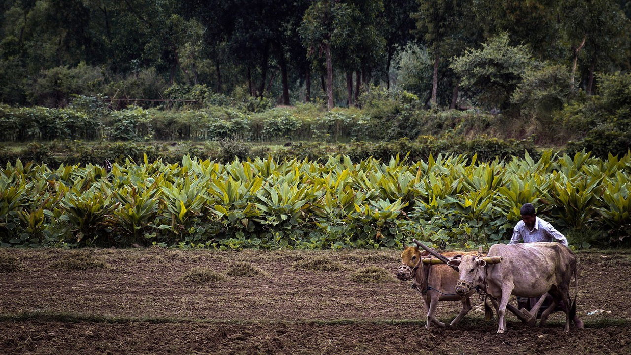 Representational image of a farmer