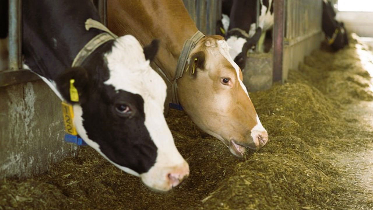 Cattle enjoying a nutritious meal (Representational Photo Source: Pixabay)